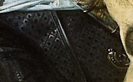 Detail of The Meagre Company